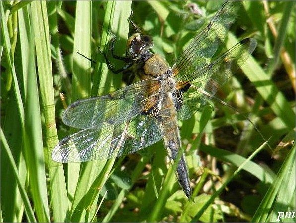 Libellule à quatre taches (Libellula quadrimaculata), photo 2 sur 5