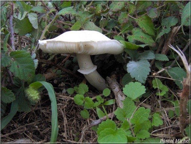 Lépiote pudique (Leucoagaricus leucothites)