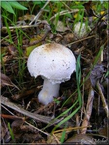 Lépiote radicante (Leucoagaricus barssii), photo 1 sur 3