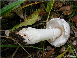 Lépiote radicante (Leucoagaricus barssii), photo 2 sur 3