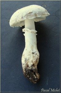 Lépiote radicante (Leucoagaricus barssii), photo 3 sur 3