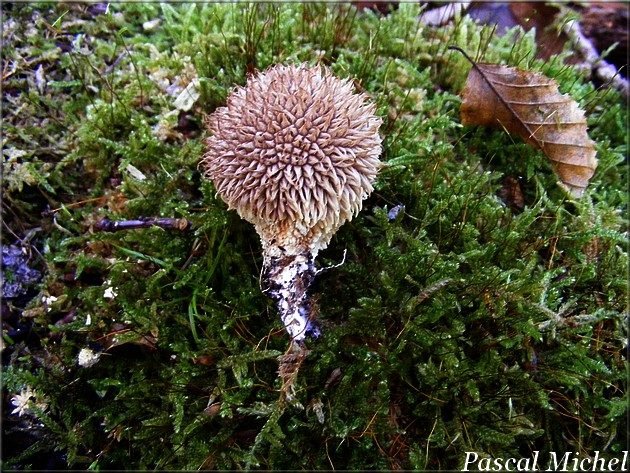 Vesse-de-loup hérisson (Lycoperdon echinatum), photo 2 sur 2