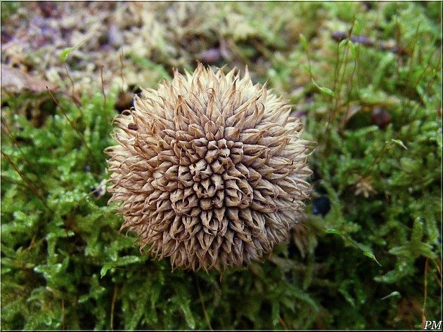 Vesse-de-loup hérisson (Lycoperdon echinatum), photo 1 sur 2