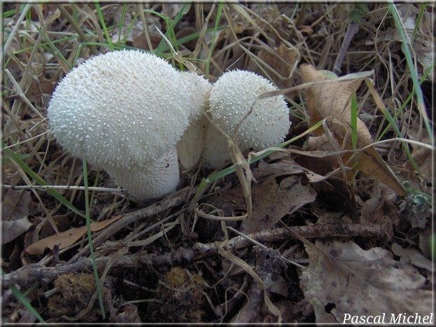 Vesse-de-loup perlée (Lycoperdon perlatum), photo 1 sur 3
