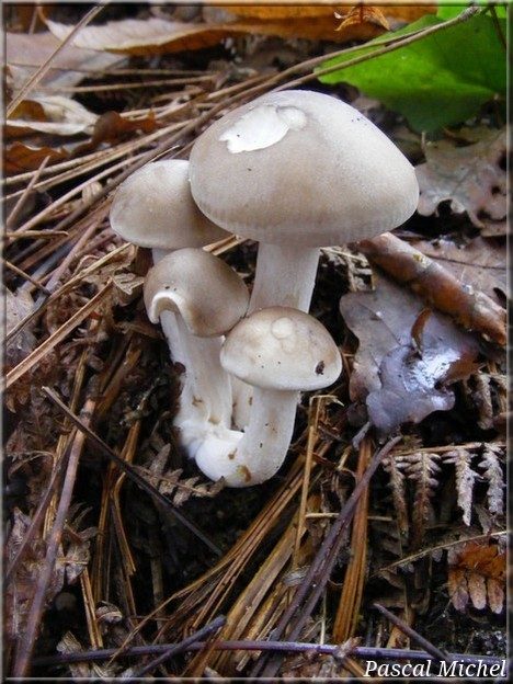 Tricholome en touffes (Lyophyllum decastes)