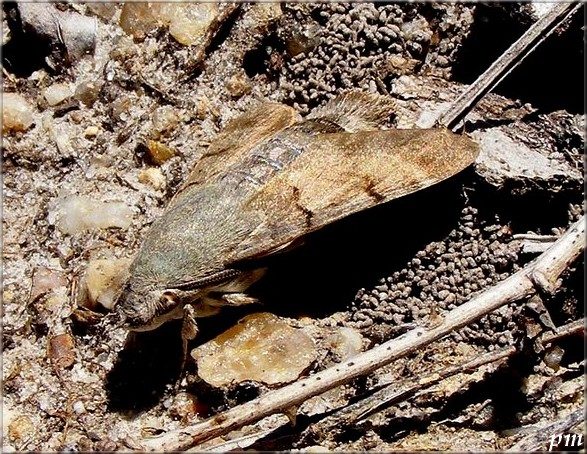 Moro-Sphinx (Macroglossum stellatarum), photo 1 sur 2