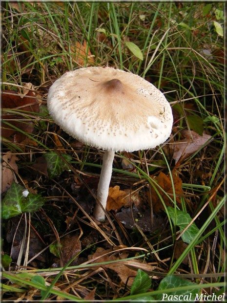 Macrolepiota mastoidea