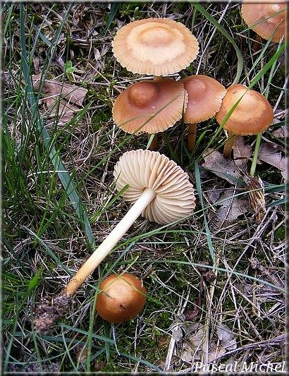 Marasme des Oréades (Marasmius oreades)