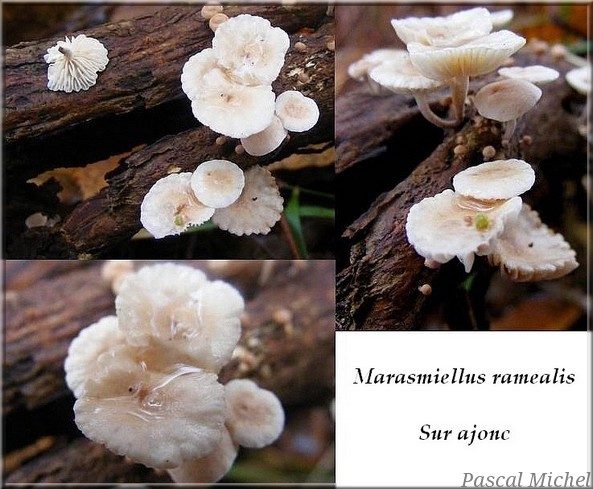 Marasme des rameaux (Marasmiellus ramealis)