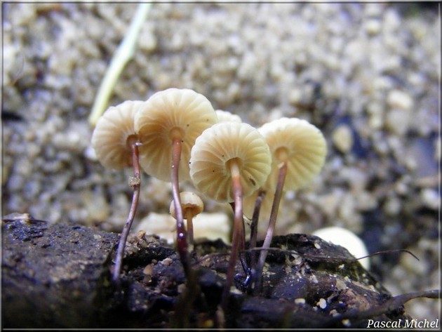 Marasme petite-roue (Marasmius rotula)