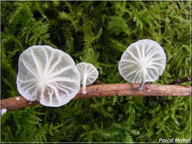 Marasme blanc (Marasmiellus candidus)