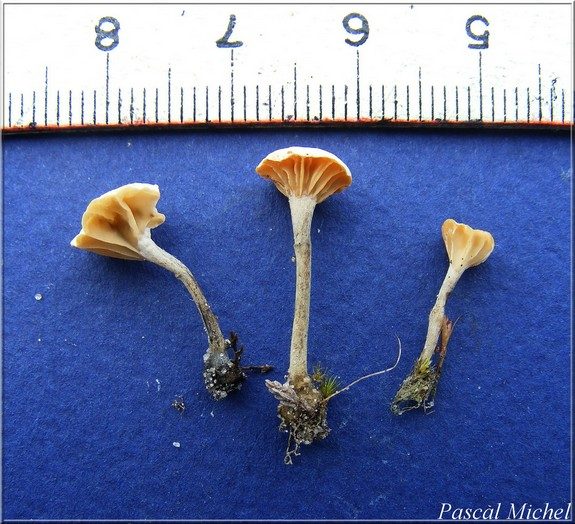 Marasmiellus tricolor, photo 2 sur 3