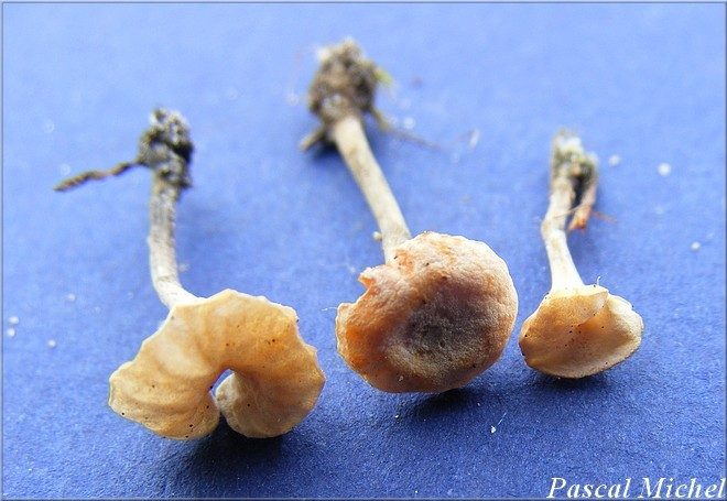 Marasmiellus tricolor, photo 3 sur 3