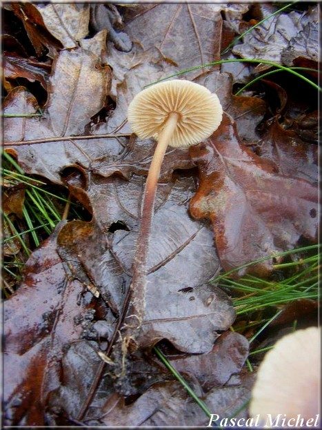 Mycetinis querceus, photo 2 sur 3