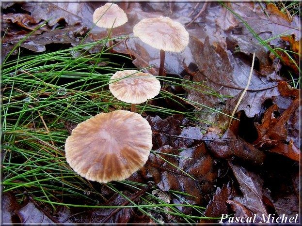 Mycetinis querceus, photo 1 sur 3