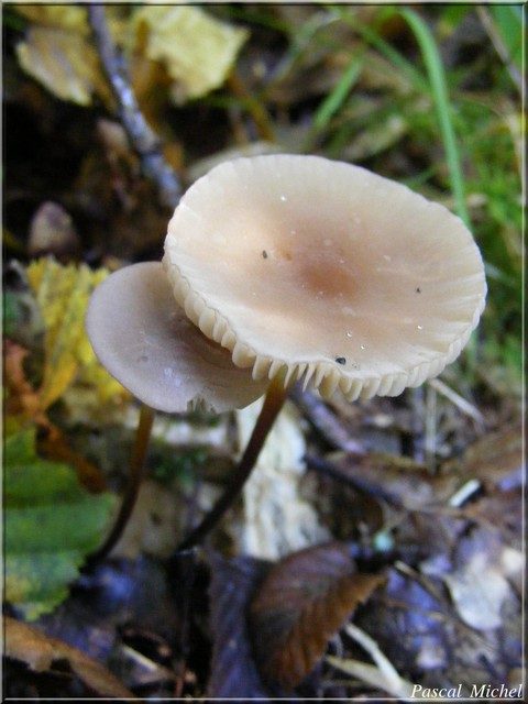 Marasmius torquescens, photo 1 sur 2