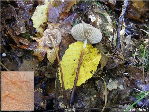 Marasmius torquescens, photo 2 sur 2