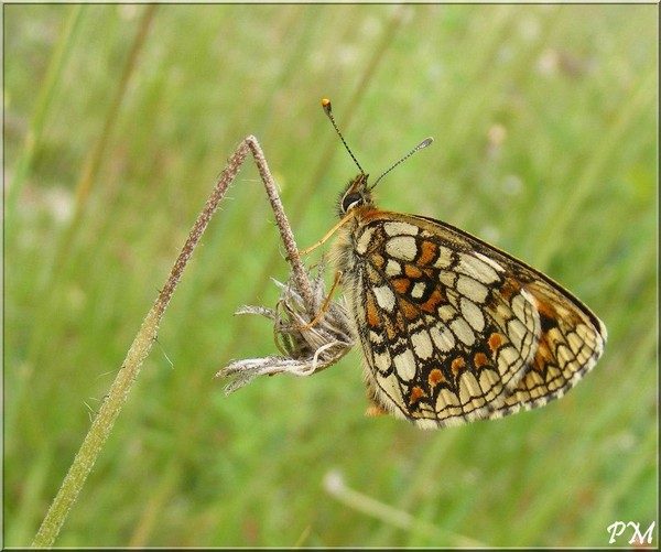 Mélitée du Mélampyre (Melitaea athalia), photo 2 sur 2