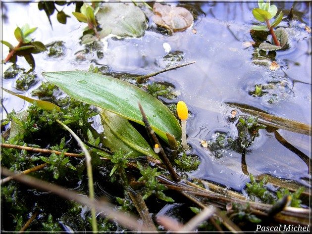 Mitrule des marais (Mitrula paludosa), photo 2 sur 5