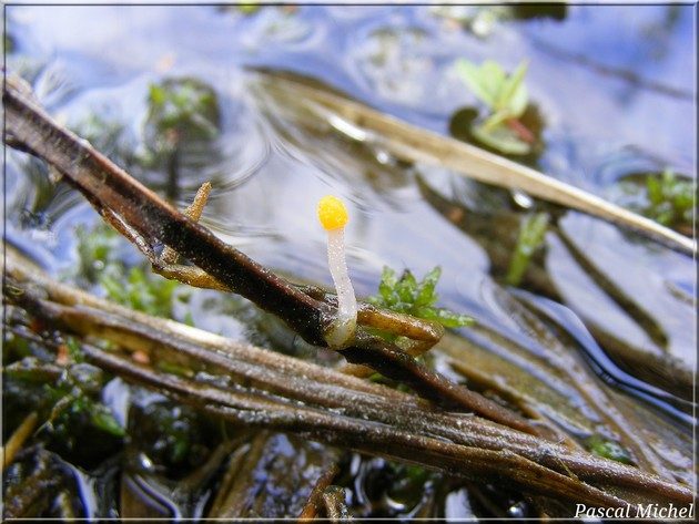 Mitrule des marais (Mitrula paludosa), photo 3 sur 5
