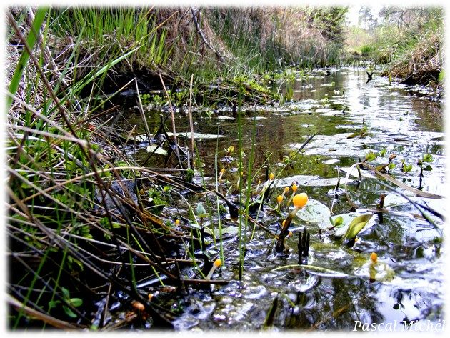Mitrule des marais (Mitrula paludosa), photo 1 sur 5