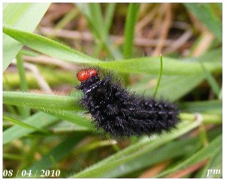 Mélitée du Plantain (Melitaea cinxia), photo 3 sur 3