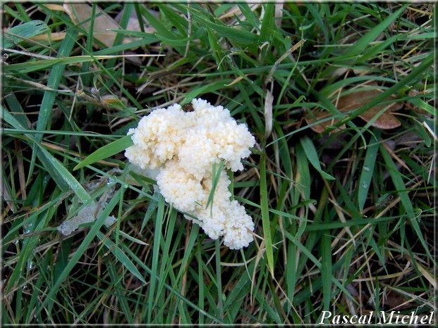 Mucilage en croûte (Mucilago crustacea)
