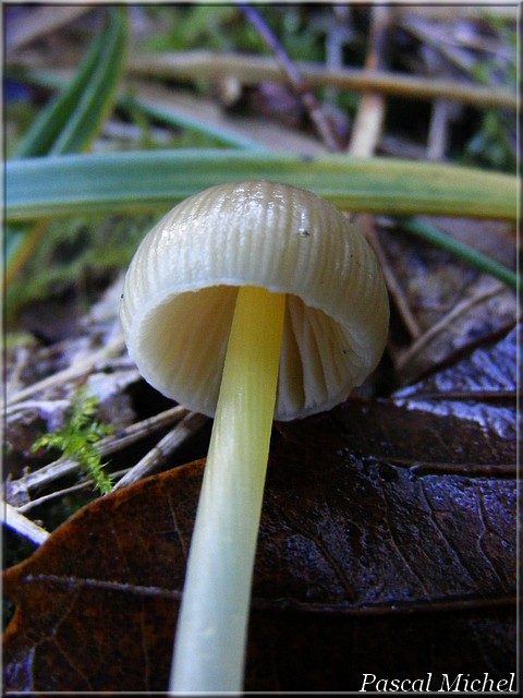 Mycène des fougères (Mycena epipterygia), photo 2 sur 4