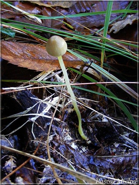 Mycène des fougères (Mycena epipterygia), photo 1 sur 4