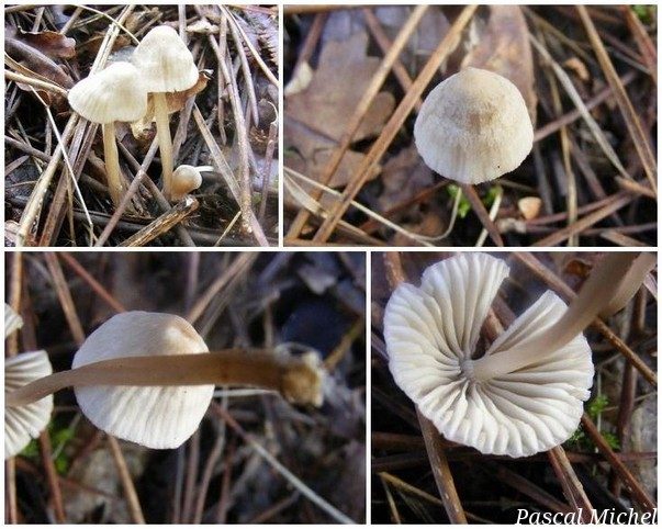 Mycène chlorée (Mycena leptocephala)