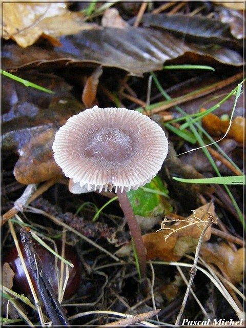 Mycène pure (Mycena pura), photo 1 sur 2
