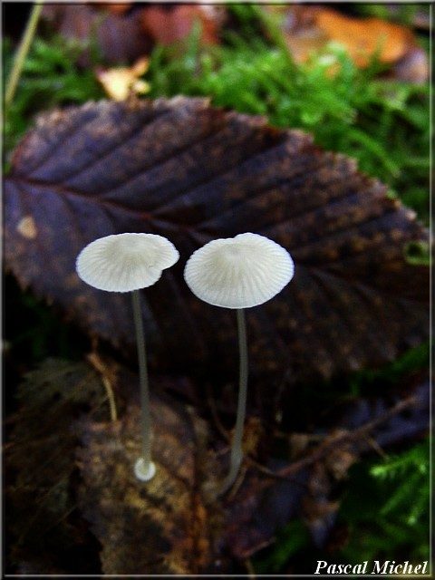Mycena stylobates, photo 1 sur 3