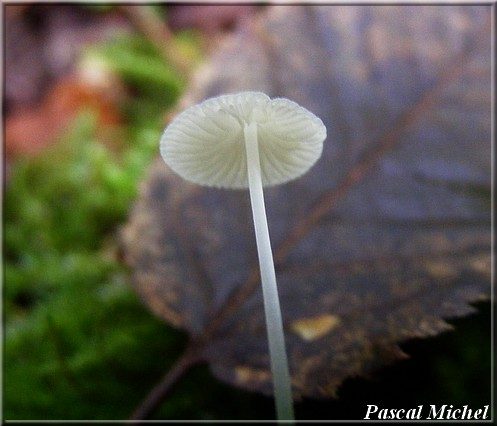 Mycena stylobates, photo 2 sur 3