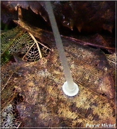 Mycena stylobates, photo 3 sur 3