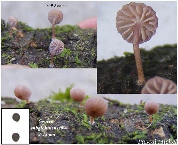 Mycène corticole (Mycena meliigena)