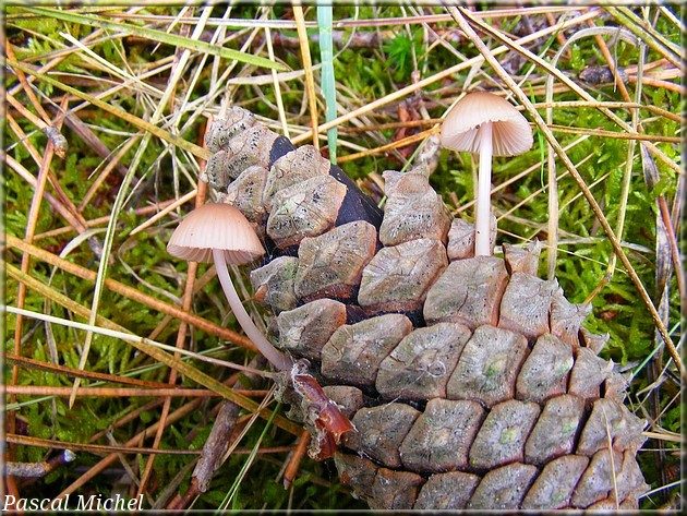 Mycène de De Seynes (Mycena seynii)