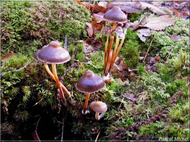 Mycène inclinée (Mycena inclinata)