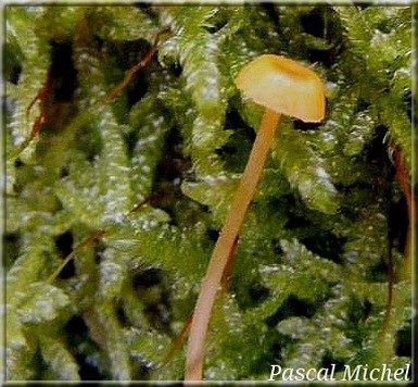 Omphale bibelot (Rickenella fibula), photo 2 sur 4