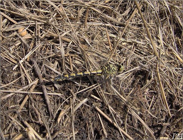 Gomphe à pinces (Onychogomphus forcipatus), photo 2 sur 2