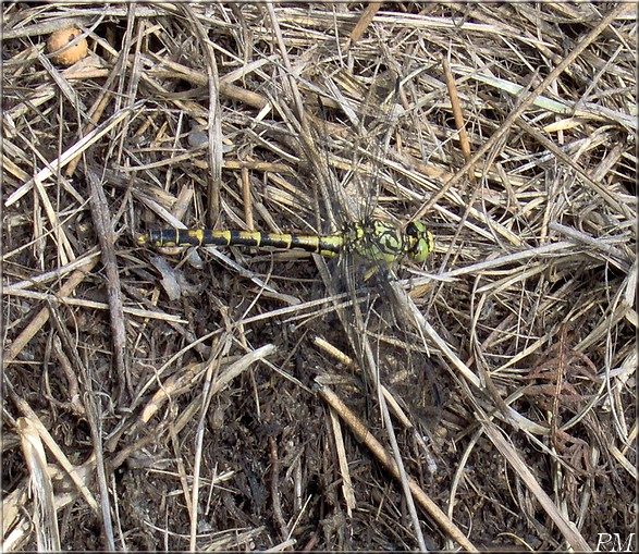 Gomphe à pinces (Onychogomphus forcipatus)