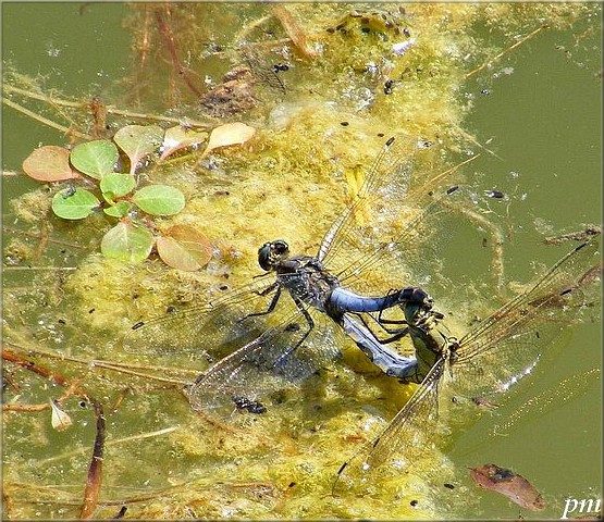 Orthetrum réticulé (Orthetrum cancellatum), photo 6 sur 6