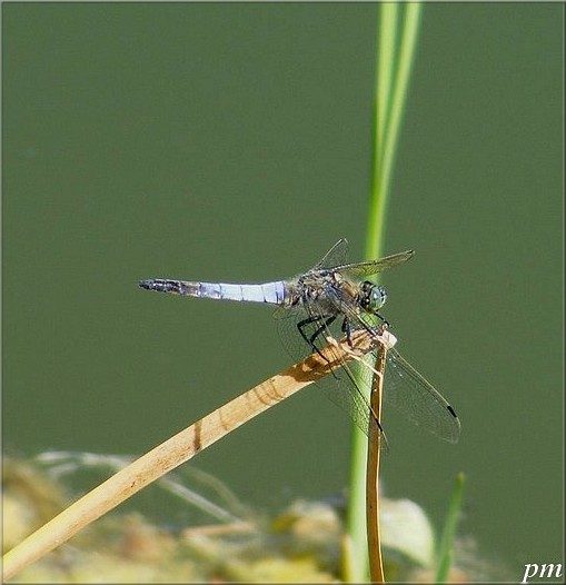 Orthetrum réticulé (Orthetrum cancellatum), photo 3 sur 6