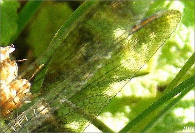 Orthétrum bleuissant (Orthetrum coerulescens), photo 3 sur 5