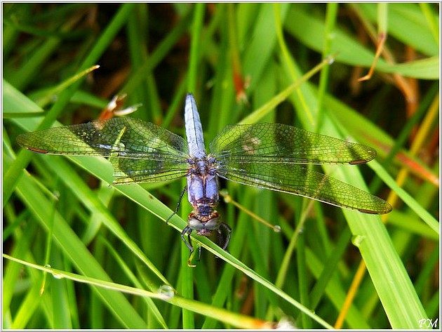 Orthétrum bleuissant (Orthetrum coerulescens), photo 4 sur 5