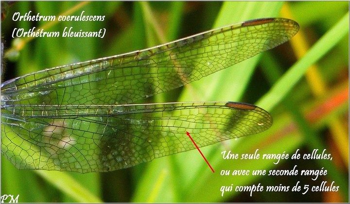Orthétrum bleuissant (Orthetrum coerulescens), photo 5 sur 5