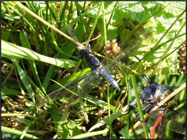 Orthétrum bleuissant (Orthetrum coerulescens), photo 2 sur 5