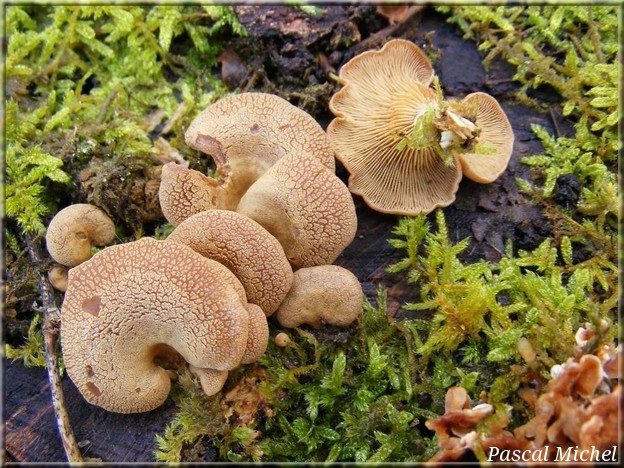 Panelle styptique (Panellus stipticus), photo 1 sur 3