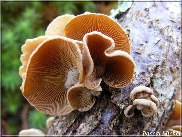 Panelle styptique (Panellus stipticus), photo 2 sur 3