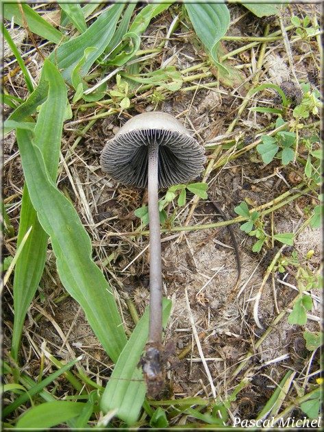 Panéole à bord denté (Panaeolus papilionaceus), photo 2 sur 2