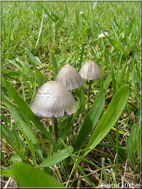 Panéole à bord denté (Panaeolus papilionaceus), photo 1 sur 2